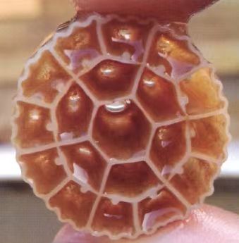 MBBR Wastewater Treatment | 2026 Plant Upgrade Solution | Hydronovus